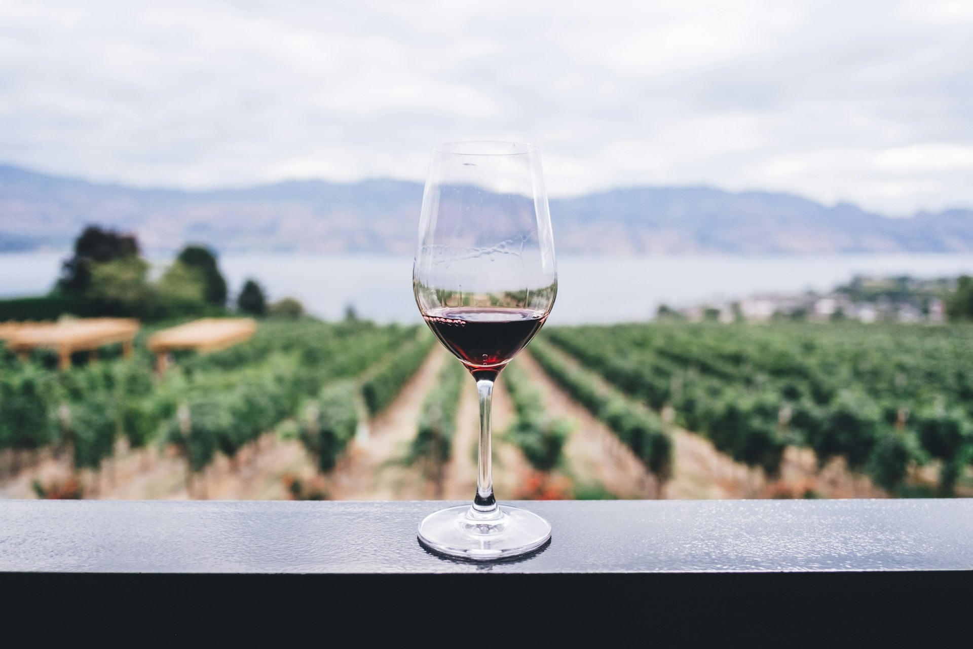 Napa Valley Vineyard